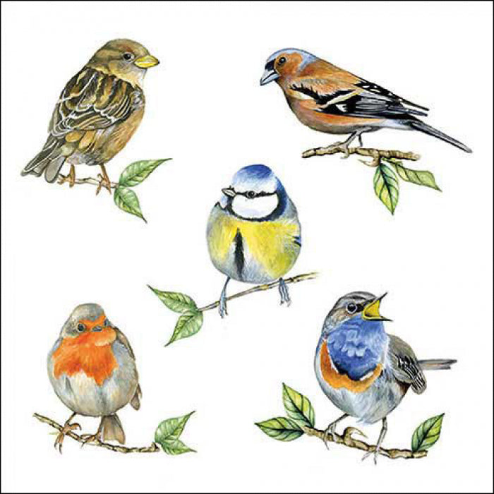 Ambiente Bird Species White Servetten - 25 cm x 25 cm