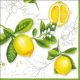 Ambiente Citrus Limonum Papieren Servetten - 33 cm x 33 cm