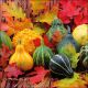 Ambiente Pumpkins And Leaves Servetten - 33 cm x 33 cm