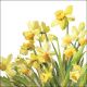 Ambiente Golden Daffodils Papieren Servetten - 33 cm x 33 cm