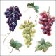 Ambiente Wine Grapes Servetten - 25 cm x 25 cm